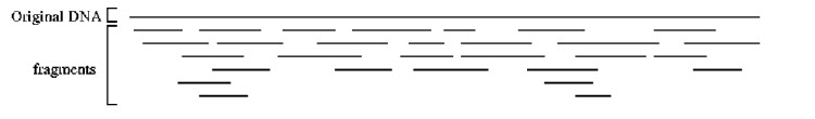 Figure 1. Fragments generated from a segment of DNA