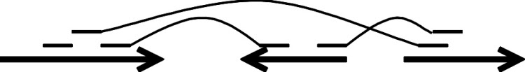 Figure 7. A scaffold of 3 contigs (the thick arrows) held together by mate-pairs.