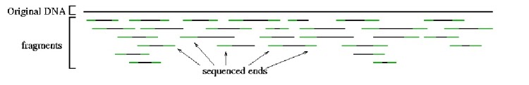 Figure 2. The ends of each fragment (drawn in green) are sequenced