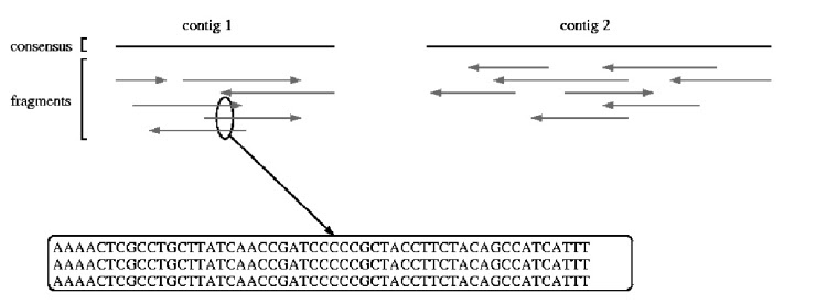 Figure 3. The sequenced reads are assembled together based on the similarity of their sequence